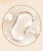 PANTHENOL (PROVITAMINE B5)